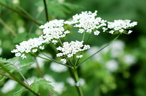 Chaerophyllum