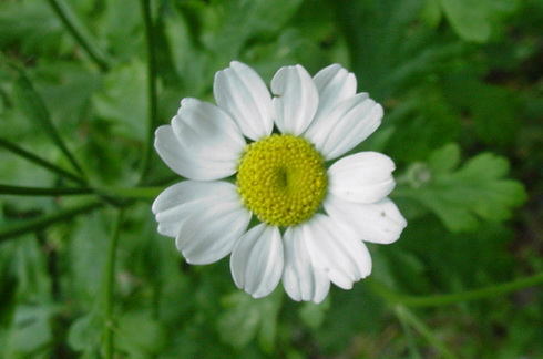 Chamaemelum Flower