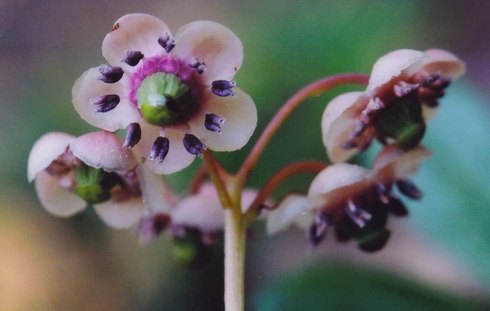 Chimaphila