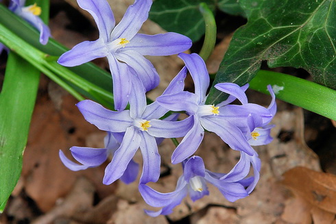 Chionodoxa Flowers