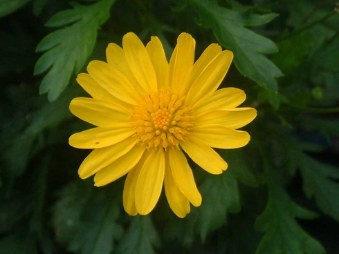 Chrysanthemoides Flower
