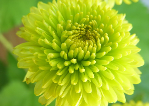 Chrysanthemum Flower