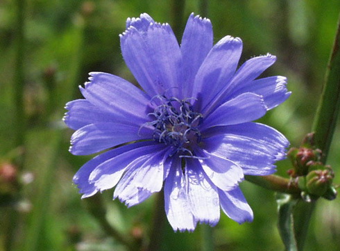 Cichorium Flower
