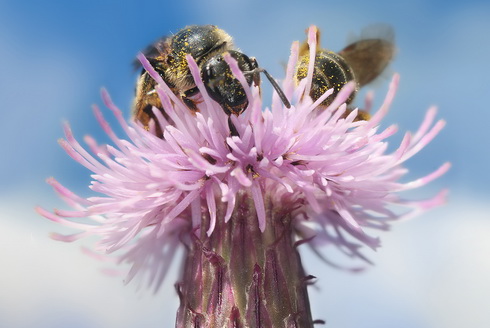 Cirsium