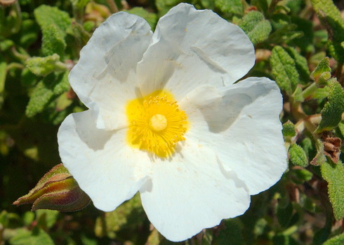 Cistus Flower