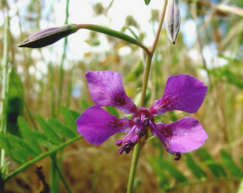 Clarkia