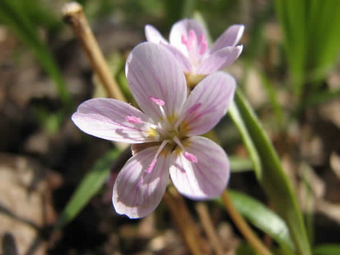 Claytonia Flower