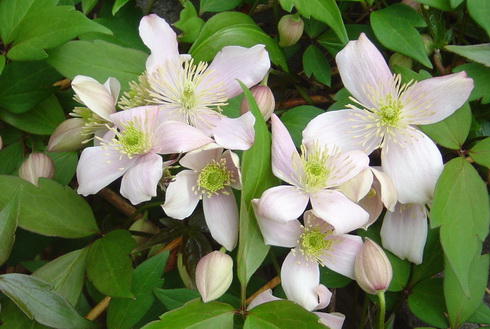 Clematis Flowers