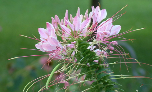 Cleome Flowers