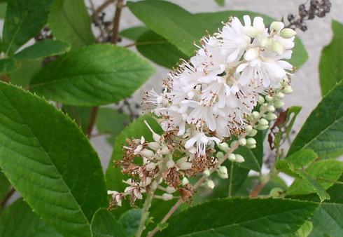 Clethra