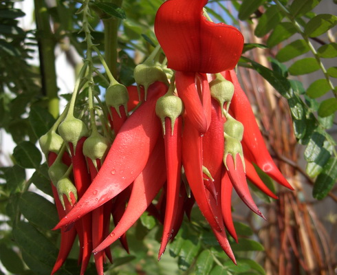 Clianthus