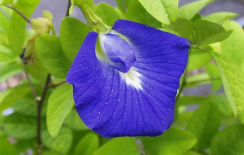 Clitoria Flower