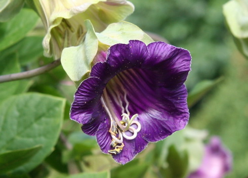 Cobaea Flower