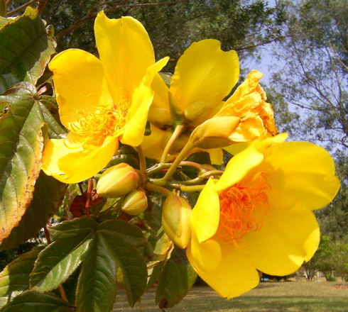 Cochlospermum