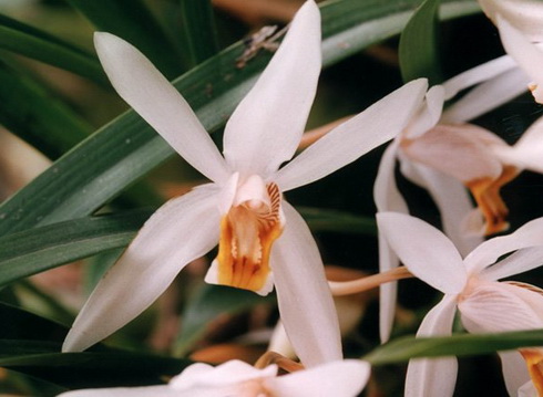 Coelogyne