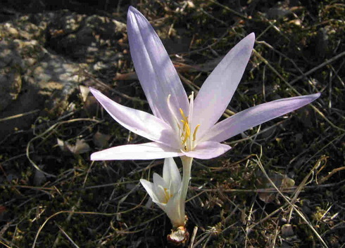 Colchicum Flower