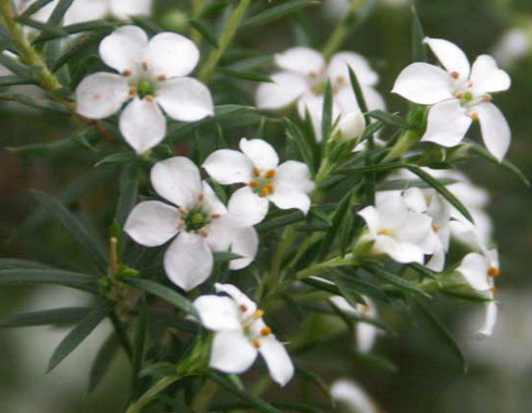 Coleonema Flowers