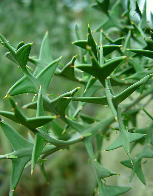 Colletia