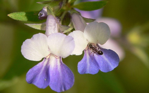 Collinsia Flower