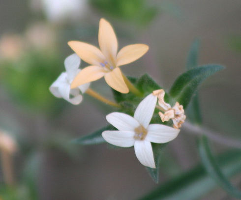 Collomia