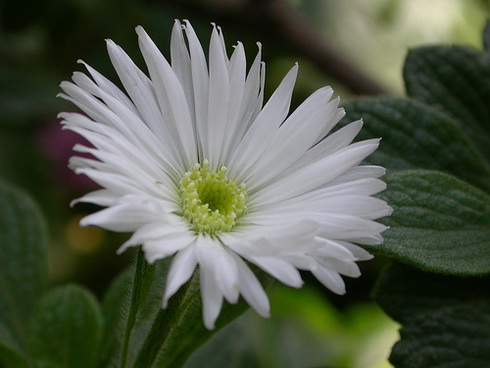 Commidendrum Flower