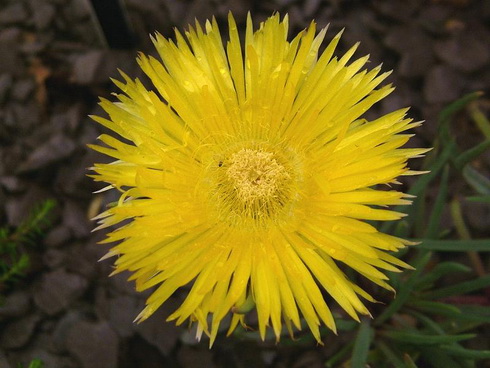 Conicosia Flower