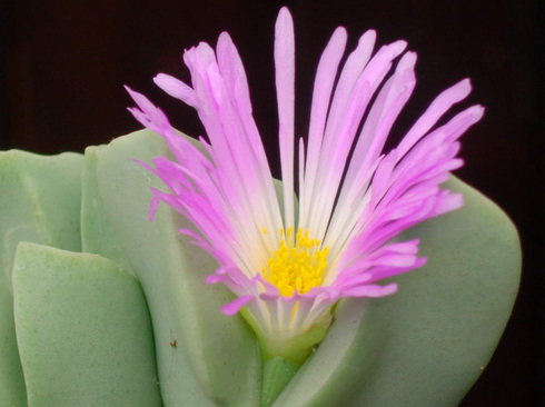 Conophytum Flower