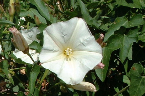 Convolvulus Flower