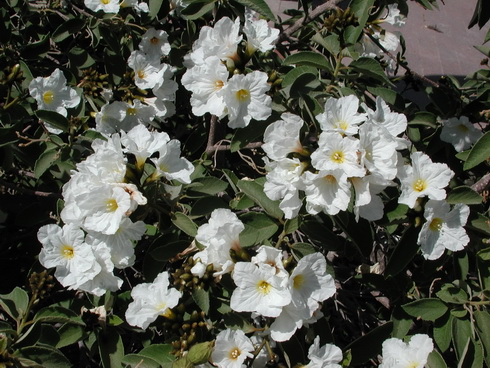 Cordia Flowers