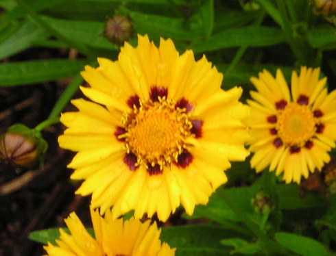 Coreopsis Flower