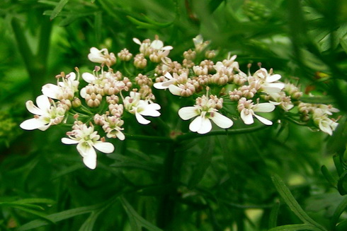 Coriander