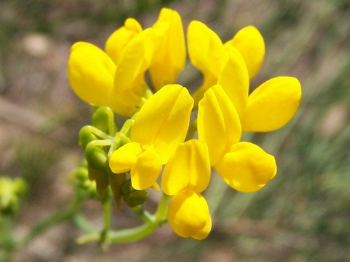 Coronilla