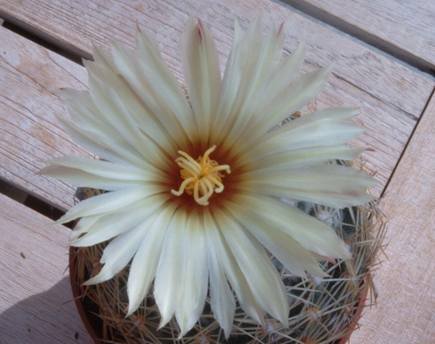 Coryphantha Flower