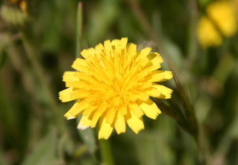 Crepis Flower