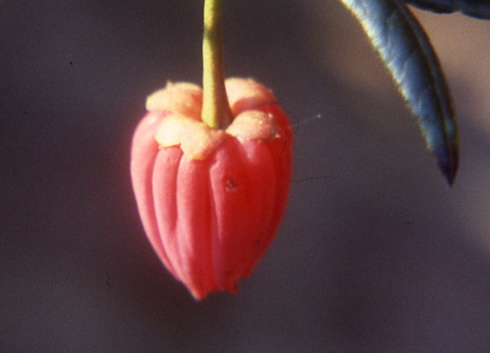 Crinodendron