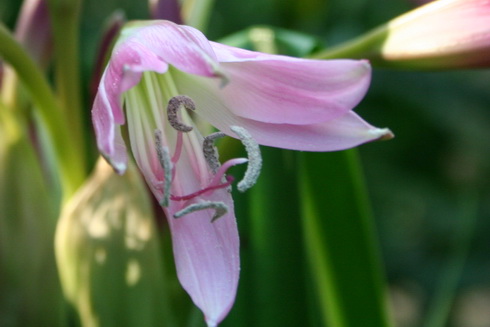 Crinum Flower