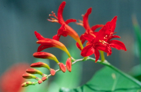 Crocosmia