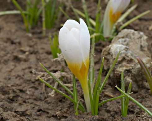 Crocus