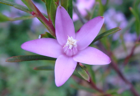 Crowea Flower