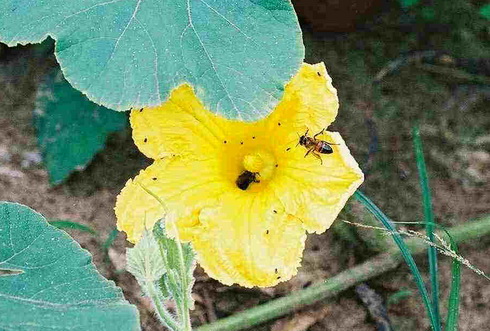 Cucurbita