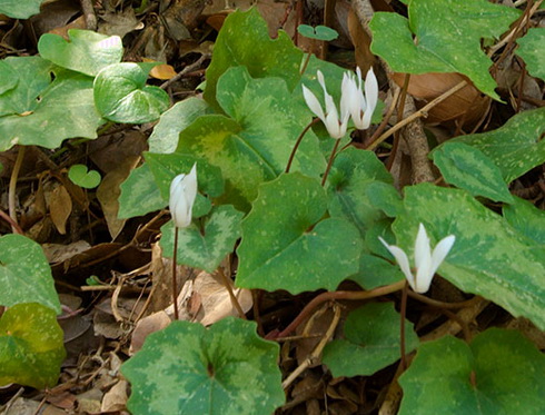 Cyclamen