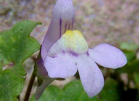 Cymbalaria