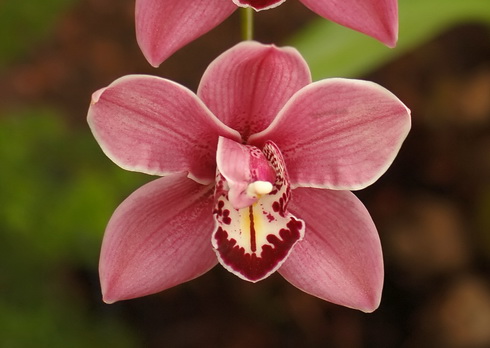 Cymbidium Flower