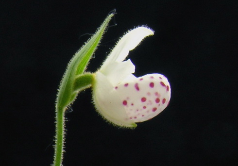 Cypripedium