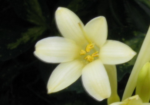 Cyrtanthus Flower