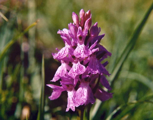 Dactylorhiza