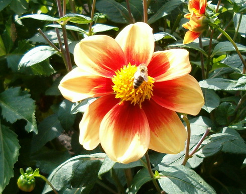 Dahlia Flower