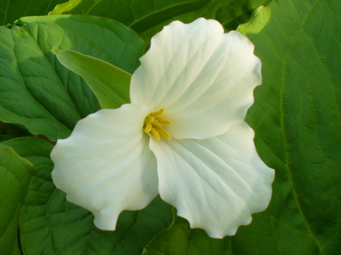 Darwinia Flower