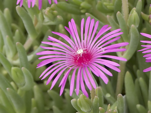 Delosperma Flower