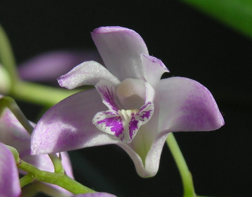 Dendrobium Flower
